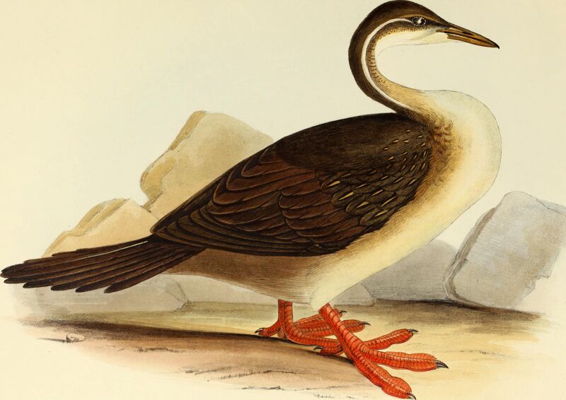 The genera of birds - comprising their generic characters, a notice of the habits of the genus, and an extensive list of species referred to their several genera (1849) (14729516876)