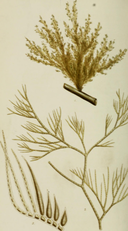 Phycologia Britannica, or, A history of British sea-weeds - containing coloured figures, generic and specific characters, synonymes, and descriptions of all the species of algae inhabiting the shores (14577786299), 1846