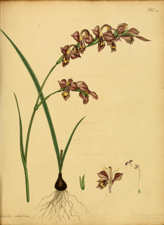 The botanist's repository, for new, and rare plants - containing coloured figures of such plants, as have not hitherto appeared in any similar publication, with all their essential characters, (14596777458), 1797