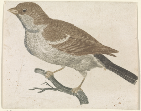 Mus op een tak naar links, RP-P-1903-A-24100, Johan Teyler, between 1688 and 1698