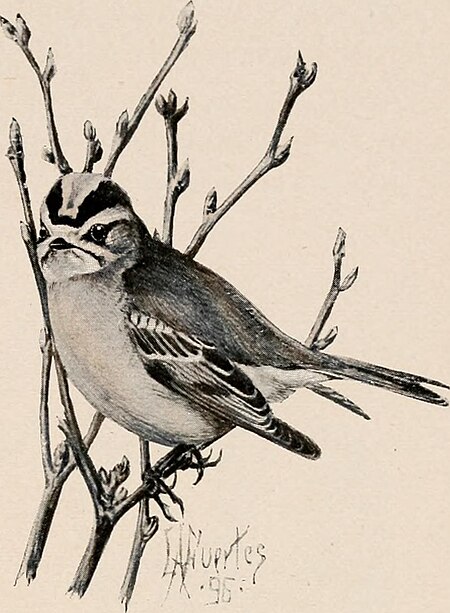 Image from page 306 of "Introduction to zoology; a guide to the study of animals, for the use of secondary schools;" (1900) (14598418730), Louis Agassiz Fuertes