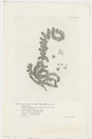 Anthospermum aethiopicum Anthospermum mas. Hort. Cliff. 455 sp. 1 (titel op object), RP-P-OB-61.478, Jan Wandelaar, 1738
