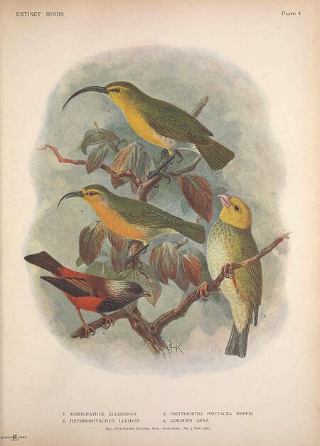 Extinct birds - an attempt to unite in one volume a short account of those birds which have become extinct in historical times - that is, within the last six or seven hundred years - to which are (14565861319), 1907
