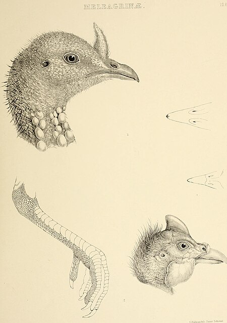 The genera of birds - comprising their generic characters, a notice of the habits of the genus, and an extensive list of species referred to their several genera (1849) (14565746850)
