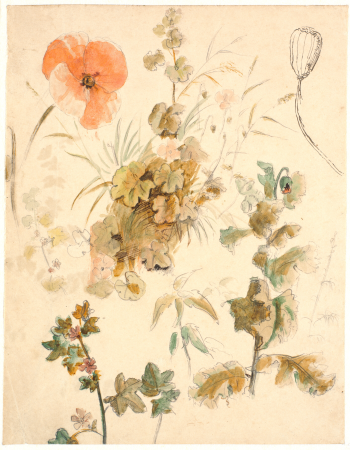 Studies of different flowers, i.a. poppies, Dankvart Dreyer