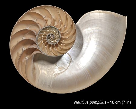 Nautilus pompilius (YPM IZ 022690) 001, Frederic B. Schell