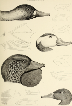 The genera of birds - comprising their generic characters, a notice of the habits of the genus, and an extensive list of species referred to their several genera (1849) (14565857909)