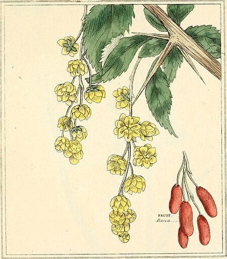 Elements of the science of botany, as established by Linnaeus; with examples to illustrate the classes and orders of his system (1812) (21272885471)