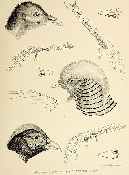 The genera of birds - comprising their generic characters, a notice of the habits of the genus, and an extensive list of species referred to their several genera (1849) (14565743620)