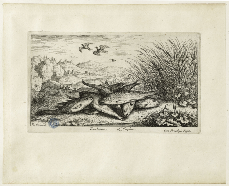 Diverses espèces de poissons d'eau douce, seconde partie, L'éperlan (Robert-Dumesnil 471, Bartsch 57), GDUT5006(1), Albert Flamen