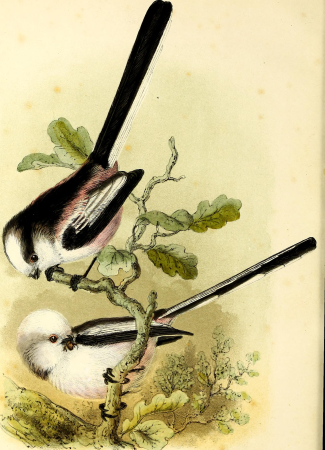Onze vogels in huis en tuin (1869) (14562866809), Pieter Willem Marinus Trap, 1869