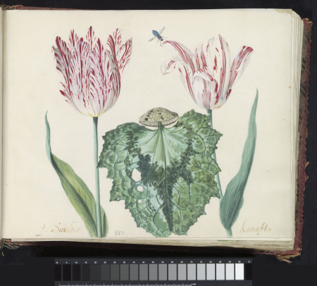 Twee tulpen met schelp en groot blad P. Schilter Kamuseta (titel op object), RP-T-1950-266-36-2, Jacob Marrel, 1639