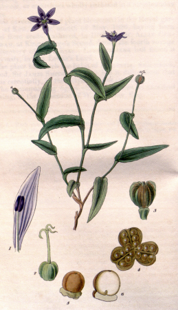 Schelhammera undulata CBM, 1827