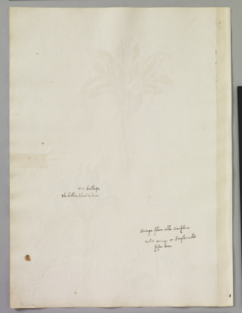 Alexander Marshal (RCIN 924304-1), Alexander Marshal