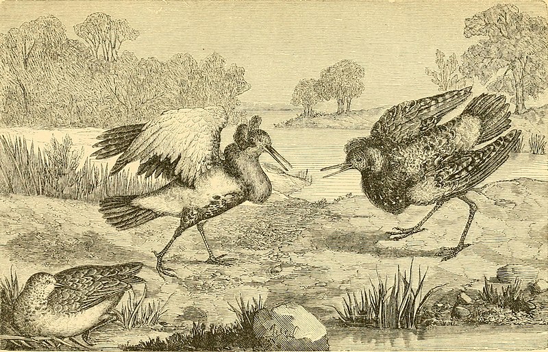 Reptiles and birds - a popular account of the various orders; with a description of the habits and economy of the most interesting (1869) (14562344267), 1869