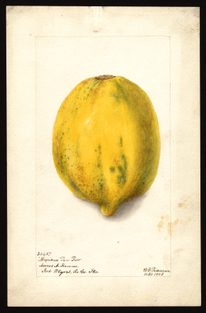 Pomological Watercolor POM00000137, Deborah Griscom Passmore, 1903