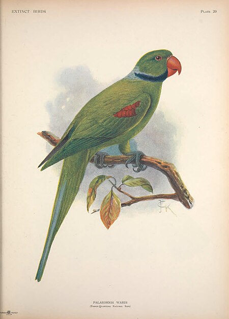 Extinct birds - an attempt to unite in one volume a short account of those birds which have become extinct in historical times - that is, within the last six or seven hundred years - to which are (14772399573), John Gerrard Keulemans, 1907