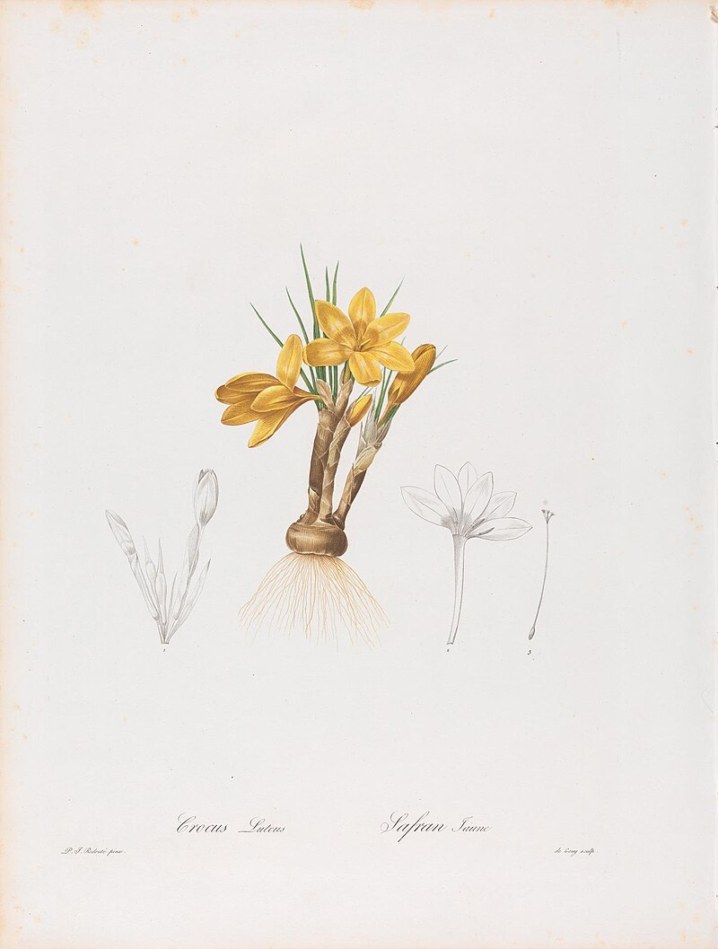 Crocus Luteus (Crocus Aureus or Golden Crocus) and Safran Jaune, Plate 196 from Les Liliacées, volume 4, Paris, 1802-1816, Pierre-Joseph Redouté, between 1802 and 1816