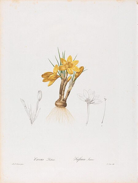 Crocus Luteus (Crocus Aureus or Golden Crocus) and Safran Jaune, Plate 196 from Les Liliacées, volume 4, Paris, 1802-1816, Pierre-Joseph Redouté, between 1802 and 1816