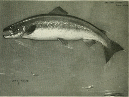 Fisherman's lures and game-fish food - with colored pictures from life of various creatures fish eat and new improved artificial imitation floating nature lures and chart-plans to show the haunts (14742936736), 1920
