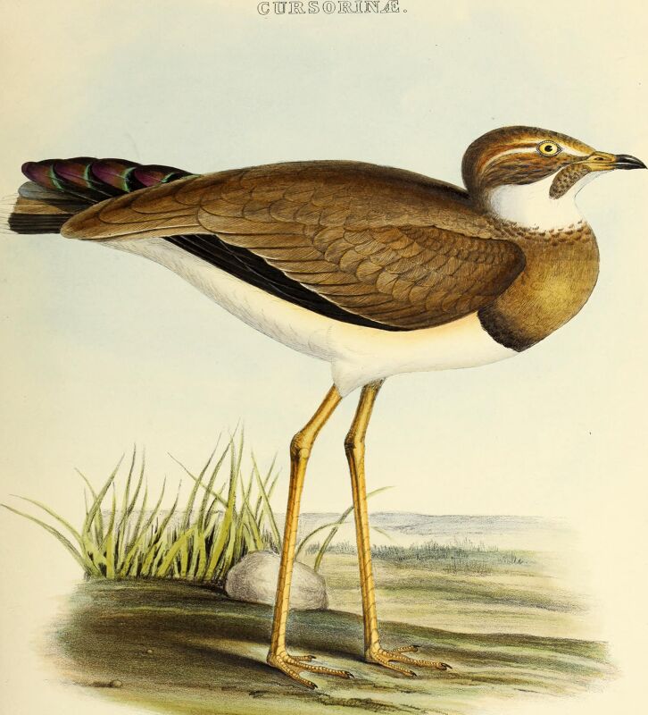 The genera of birds - comprising their generic characters, a notice of the habits of the genus, and an extensive list of species referred to their several genera (1849) (14752146222)