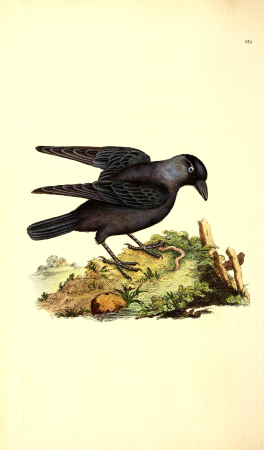 The natural history of British birds, or, A selection of the most rare, beautiful and interesting birds which inhabit this country - the descriptions from the Systema naturae of Linnaeus - with (14565834770), 1816