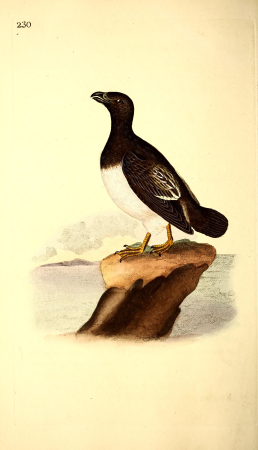 The natural history of British birds, or, A selection of the most rare, beautiful and interesting birds which inhabit this country - the descriptions from the Systema naturae of Linnaeus - with (14749466114), 1819
