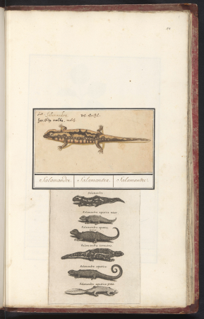 Vuursalamander (Salamandra salamandra) Salamander. Salamandra. Salamandre. (titel op object), RP-T-BR-2017-1-7-14, between 1596 and 1610