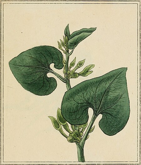 Elements of the science of botany, as established by Linnaeus; with examples to illustrate the classes and orders of his system (1812) (20642369064)