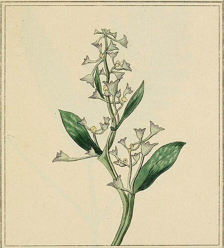 Elements of the science of botany, as established by Linnaeus; with examples to illustrate the classes and orders of his system (1812) (20642472024)