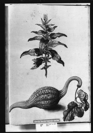 Joseph’s coat and white-flowered bottle gourd, Alexander Marshal, c. 1650-82