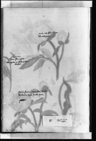 Peonies, turban ranunculus and tulip, Alexander Marshal, c. 1650-82