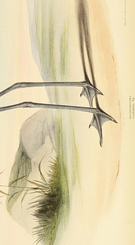 The genera of birds - comprising their generic characters, a notice of the habits of the genus, and an extensive list of species referred to their several genera (1849) (14566034997)