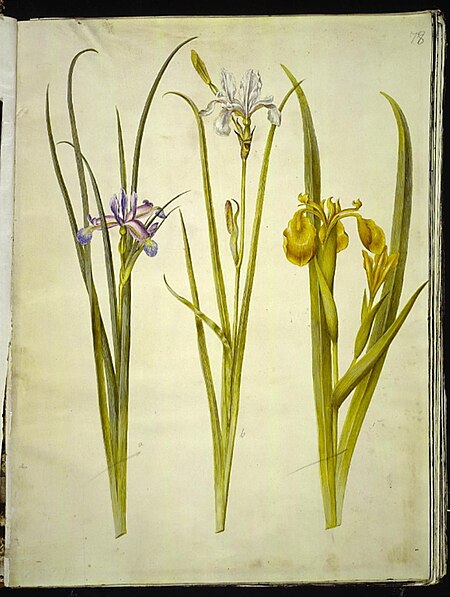 Iris grass (græsbladet iris); Siberian iris (sibirisk iris); Iris pseudacorus (gul iris), Hans Simon Holtzbecker