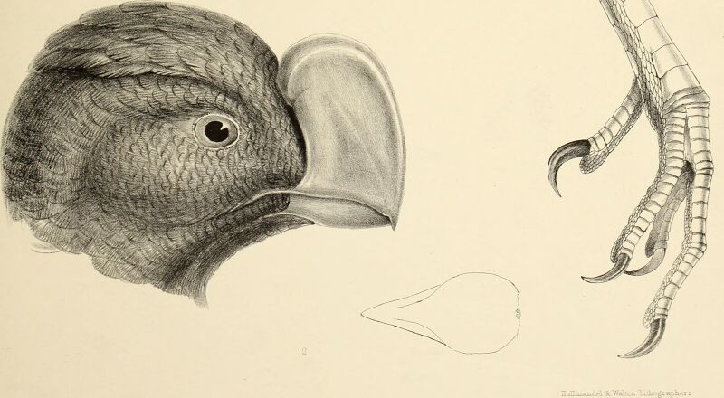 The genera of birds - comprising their generic characters, a notice of the habits of the genus, and an extensive list of species referred to their several genera (1849) (14565773019)