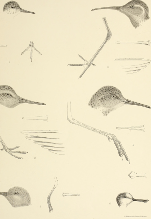 The genera of birds - comprising their generic characters, a notice of the habits of the genus, and an extensive list of species referred to their several genera (1849) (14565831549)