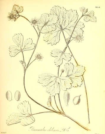 The botany of Captain Beechey's voyage; comprising an acount of the plants collected by Messrs. Lay and Collie, and other officers of the expedition, during the voyage to the Pacific and Behring's (20411732821), 1841