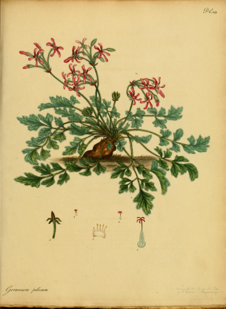 The botanist's repository, for new, and rare plants - containing coloured figures of such plants, as have not hitherto appeared in any similar publication, with all their essential characters, (14783437025), 1797