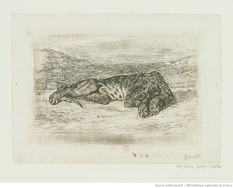 Delacroix - Tigre couché dans le désert, btv1b10029661k, Eugène Delacroix