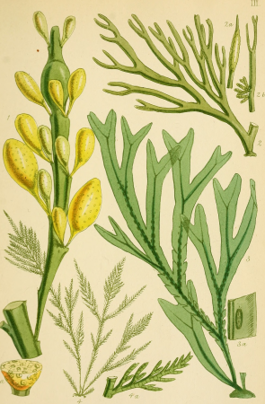 British sea-weeds- an introduction to the study of the marine Algae of Great Britain, Ireland ad the Channel Islands (1867) (20392397326)