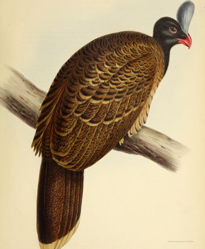 The genera of birds - comprising their generic characters, a notice of the habits of the genus, and an extensive list of species referred to their several genera (1849) (14752418145)