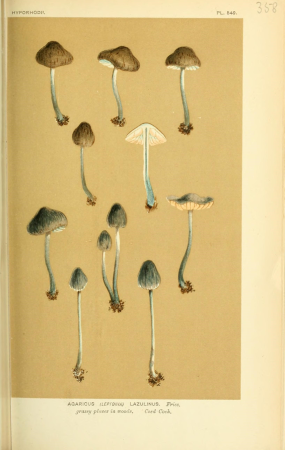 Illustrations of British Fungi (Hymenomycetes), to serve as an atlas to the "Handbook of British Fungi" (Pl. 358) (8722251179), between 1881 and 1891