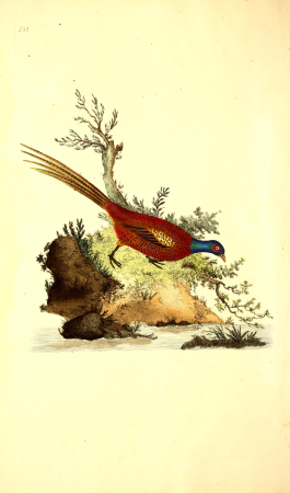 The natural history of British birds, or, A selection of the most rare, beautiful and interesting birds which inhabit this country - the descriptions from the Systema naturae of Linnaeus - with (14769691543), 1798