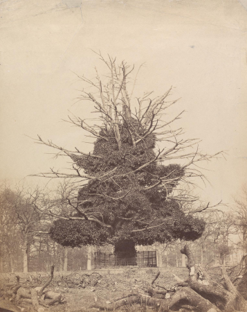 Study of a Tree Overgrown with Ivy, James Mudd, 1860s
