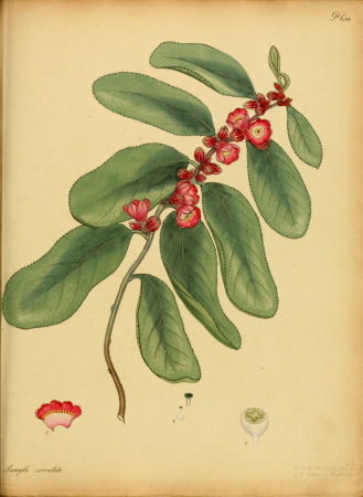 The botanist's repository, for new, and rare plants - containing coloured figures of such plants, as have not hitherto appeared in any similar publication, with all their essential characters, (14596714479), 1797