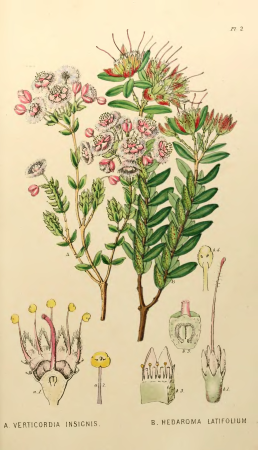 Appendix to the first twenty-three volumes of Edwards's Botanical Register - Plate 2, 1839