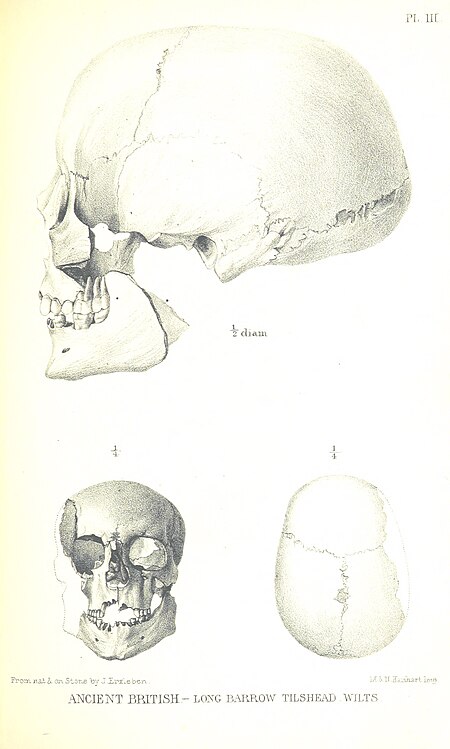 131 of 'On the Two Principal Forms of Ancient British and Gaulish Skulls ... With tables of measurements (and four plates) ... From the memoirs of the Anthropological Society of London, vol. 1' (11070743154)
