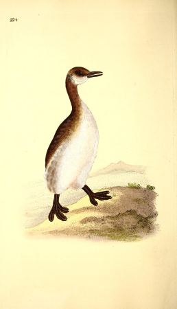 The natural history of British birds, or, A selection of the most rare, beautiful and interesting birds which inhabit this country - the descriptions from the Systema naturae of Linnaeus - with (14565154898), 1819