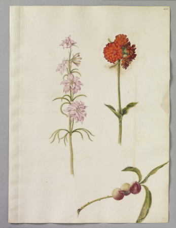 Alexander Marshal (RCIN 924367), Alexander Marshal