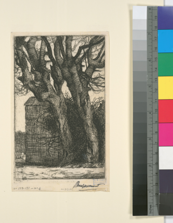 Two large hornbeam trunks in front of a wall., 1852